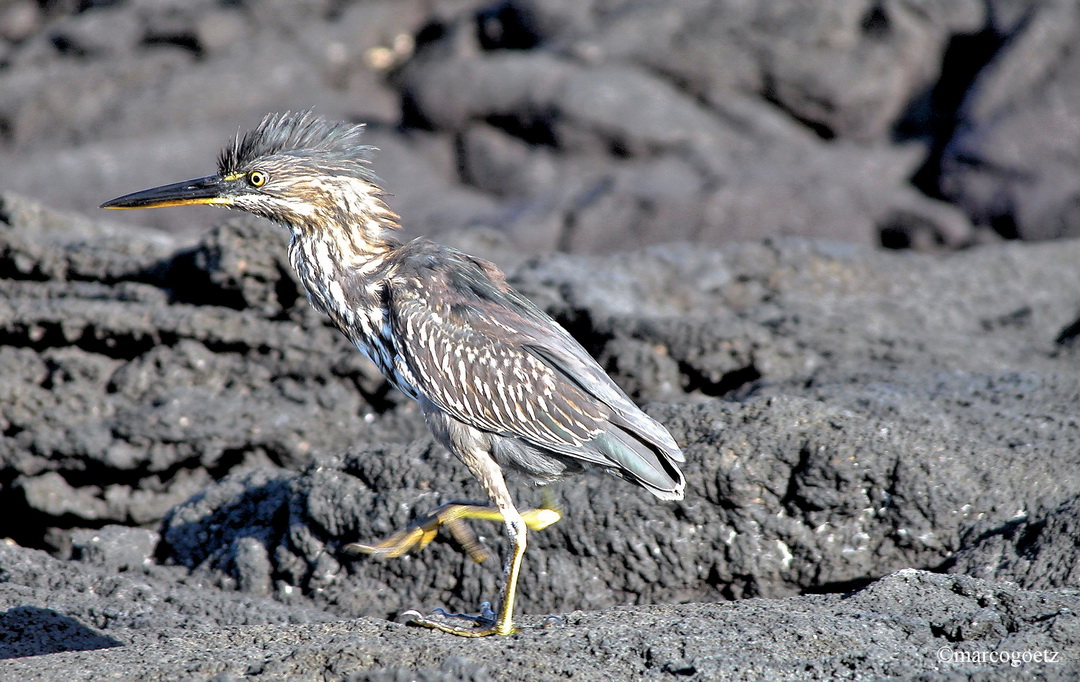 NIGHT HERON GALAPAGOS EQUADOR 